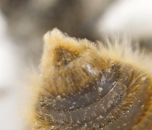Andrena rhenana