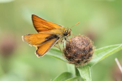 Réf. 298 816 : Thymelicus sylvestris