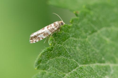 Réf. 298 624 : Epinotia tedella