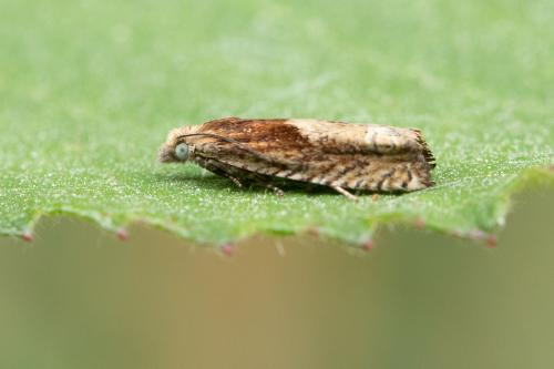 Réf. 298 744 : Eucosma sp.