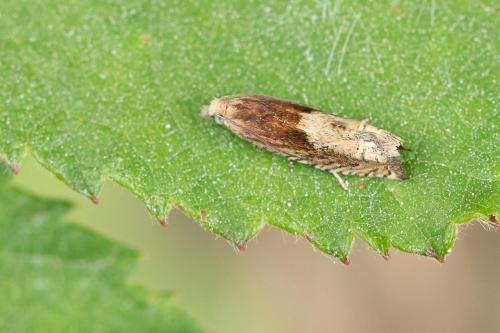 Réf. 298 745 : Eucosma sp.