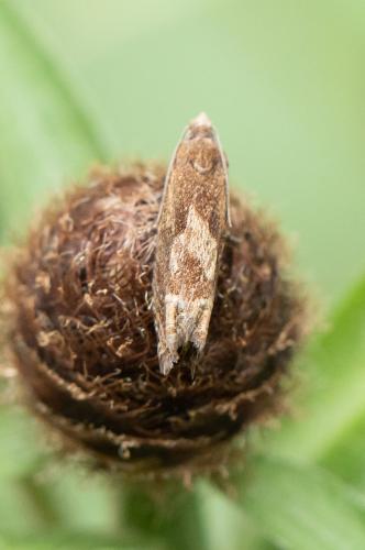 Réf. 298 743 : Eucosma conterminana
