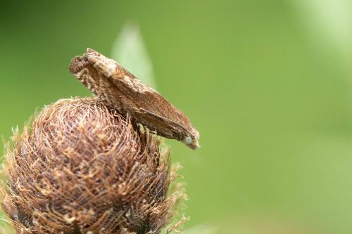 Réf. 298 433 : Eucosma conterminana