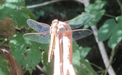 Orthetrum cancellatum