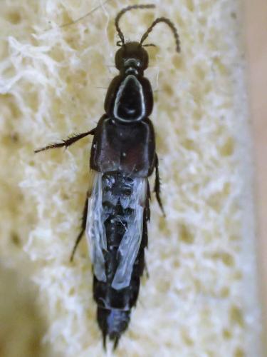 Réf. 298 557 : Philonthus cruentatus