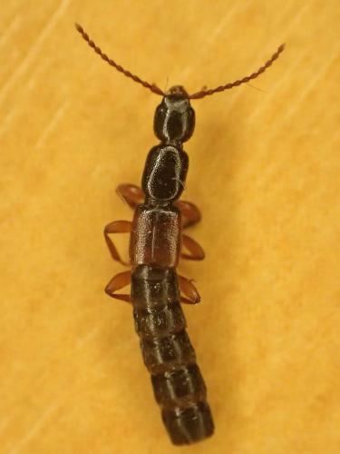 Réf. 298 958 : Lathrobium fulvipenne