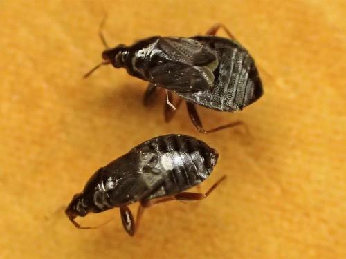Xylocoris cursitans