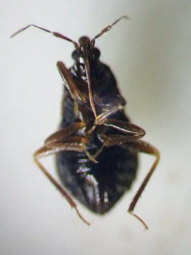 Xylocoris cursitans