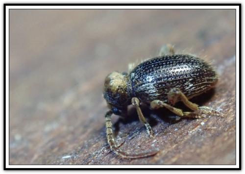 Réf. 298 846 : Ptinus bidens