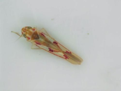 Zygina angusta
