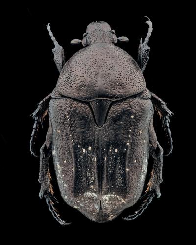 Réf. 298 226 : Netocia morio