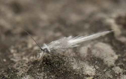 Orthezia urticae