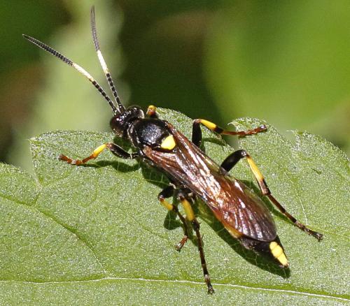 Réf. 298 621 : Ichneumon stramentor