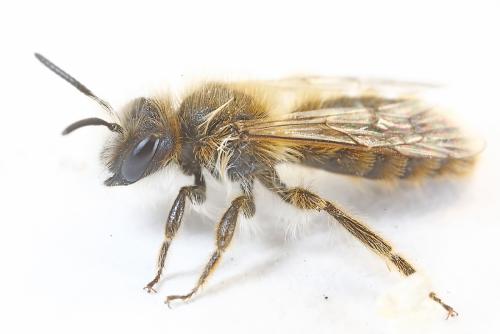 Andrena rhenana
