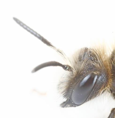 Réf. 298 916 : Andrena rhenana
