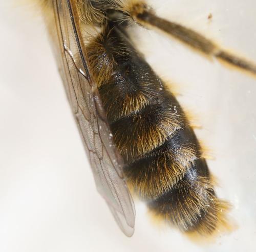 Andrena rhenana