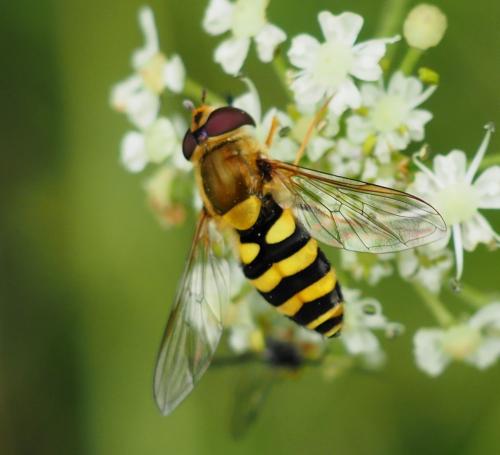 Réf. 298 965 : Syrphus sp.