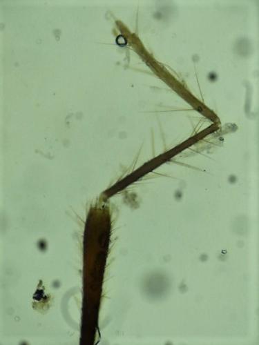 Xylocoris cursitans