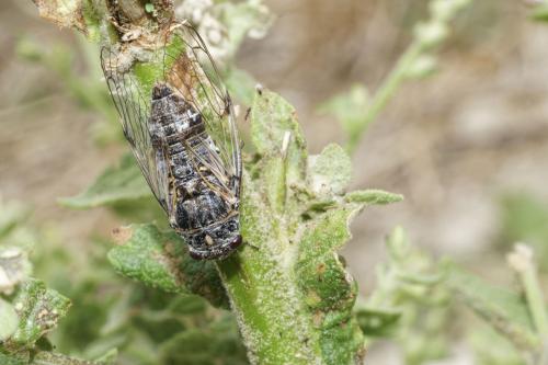 Cicadatra atra