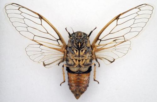Cicadatra atra