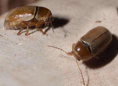 Réf. 298 403 : Cryptocephalus pini