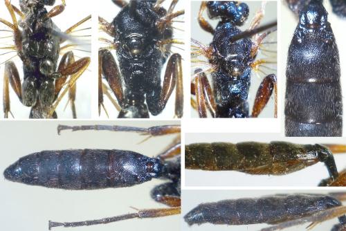 Cratichneumon culex
