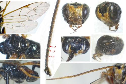 Cratichneumon culex