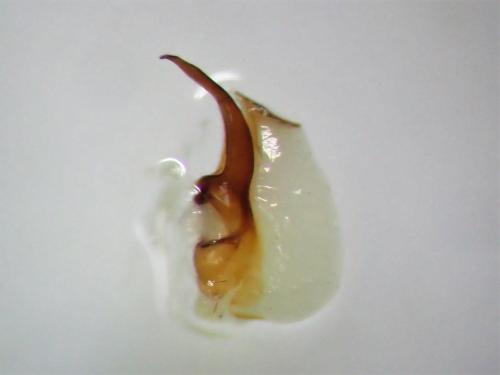 Réf. 298 959 : Lathrobium fulvipenne