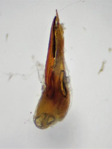 Réf. 298 558 : Philonthus cruentatus