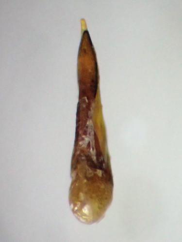 Réf. 298 559 : Philonthus cruentatus