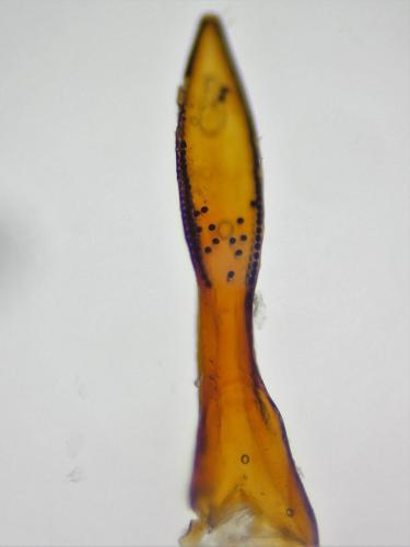 Réf. 298 560 : Philonthus cruentatus