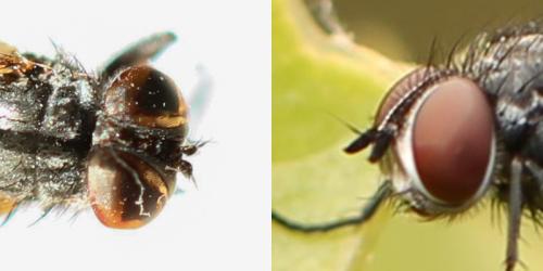 Acemya acuticornis