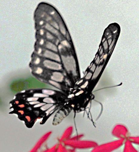 Réf. 298 443 : Papilio anactus