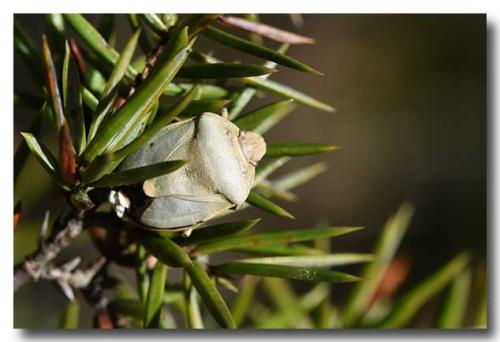 Réf. 298 780 : Chlorochroa juniperina