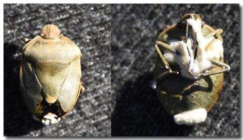 Réf. 298 779 : Chlorochroa juniperina