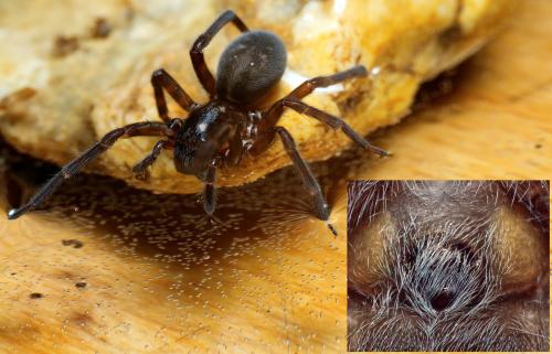 Amaurobius ferox