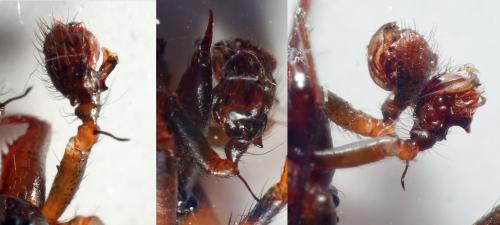 Réf. 298 140 : Lepthyphantes minutus