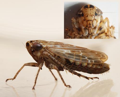 Réf. 298 130 : Euscelidius variegatus