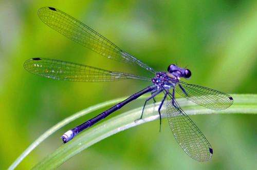 Trineuragrion percostale