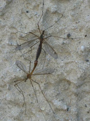 Tipula bezzii