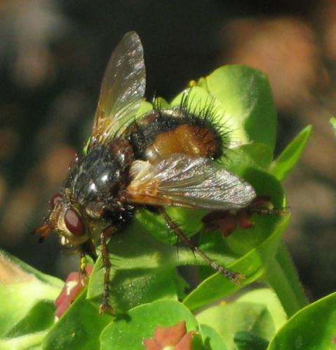 Tachina fera
