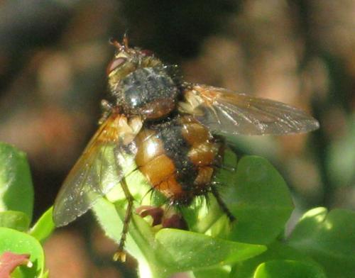 Tachina fera