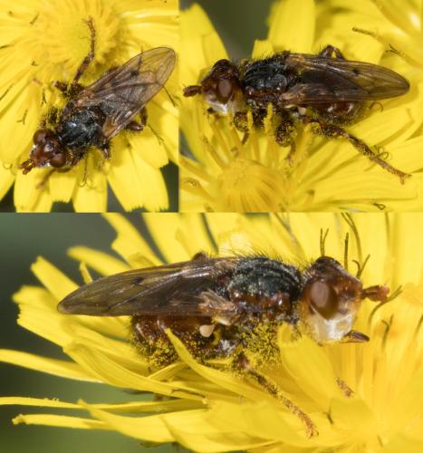 Myopa testacea