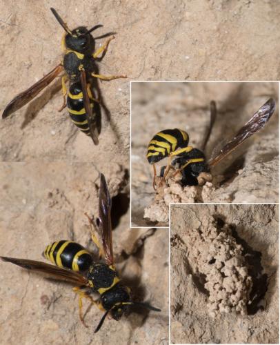 Réf. 298 961 : Odynerus sp.