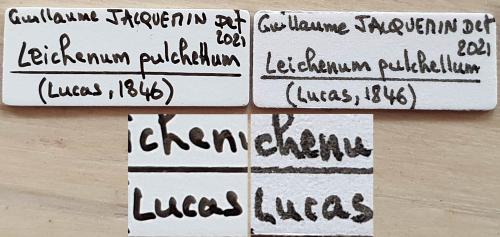 Etiquettes sp.