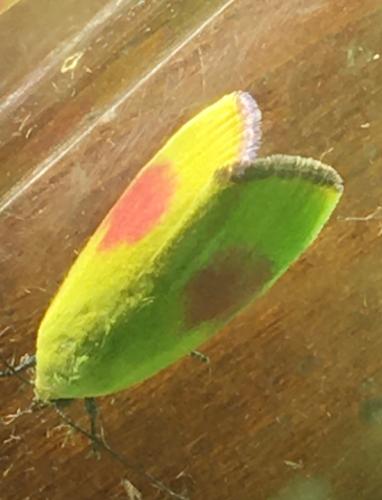 Réf. 298 788 : Earias roseifera