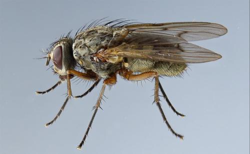 Phaonia tuguriorum
