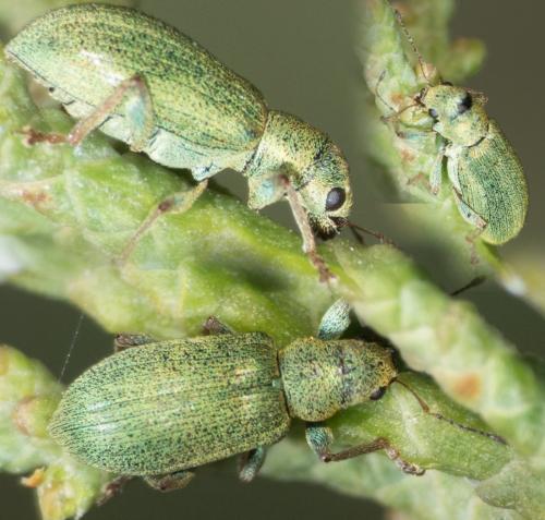 Réf. 298 956 : Pachyrhinus lethierryi