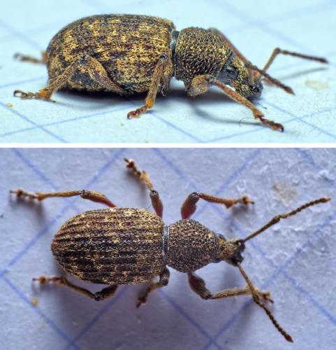 Otiorhynchus sp.
