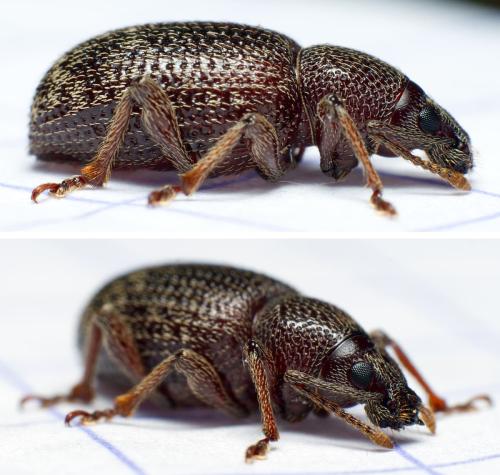 Réf. 298 544 : Otiorhynchus cribricollis